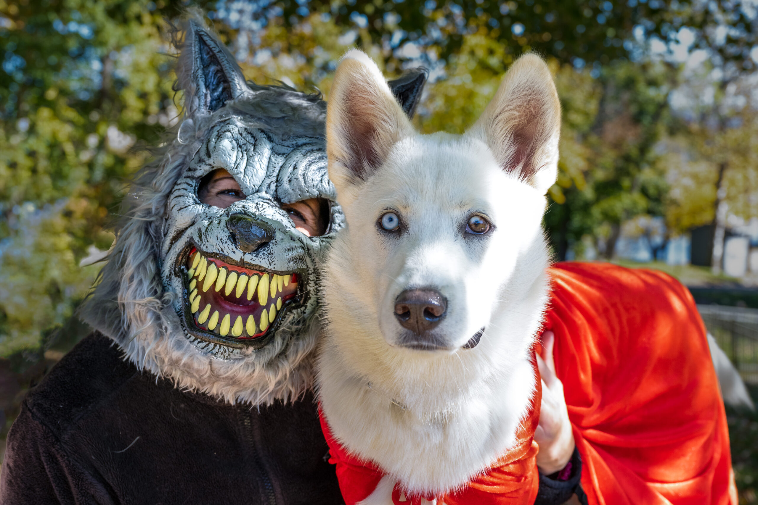 Costume parties, parades and contests for dogs this Halloween in