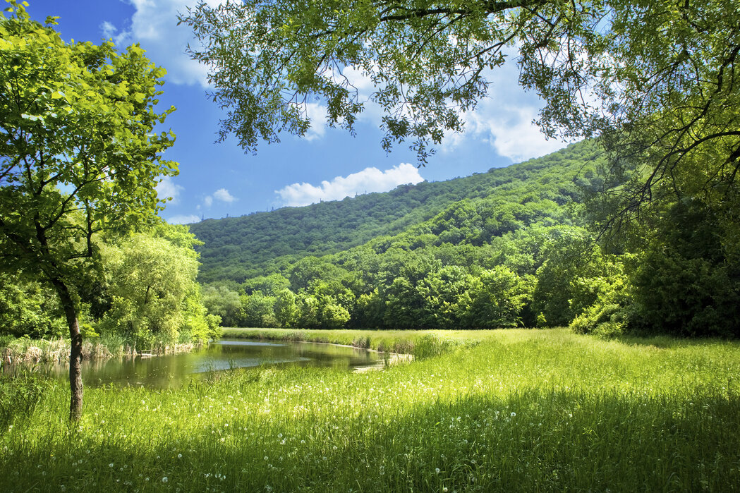 Ecology and Beauty! Creating a Landscape that Welcomes Wildlife and People